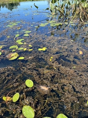 Utricularia macrorhiza