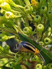 Trirhabda canadensis