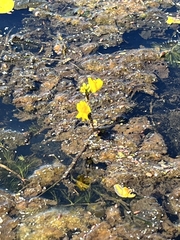 Utricularia macrorhiza