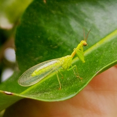 Zeugomantispa minuta