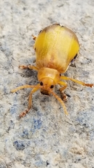 Monocesta coryli