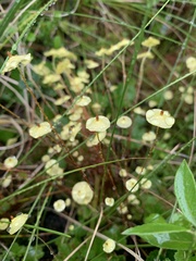 Splachnum luteum