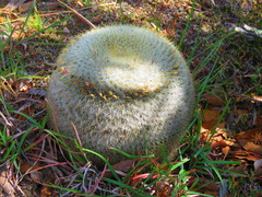 Mammillaria flavicentra