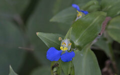Commelina erecta