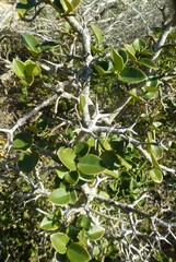 Carissa bispinosa