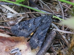 Catocala antinympha