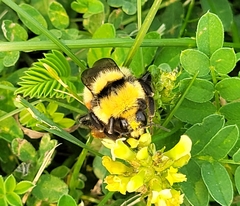 Bombus huntii