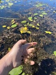 Utricularia macrorhiza
