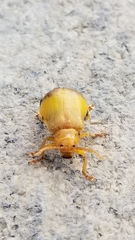 Monocesta coryli