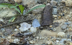 Celastrina
