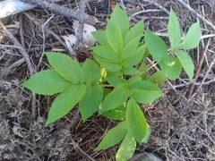 Sambucus racemosa
