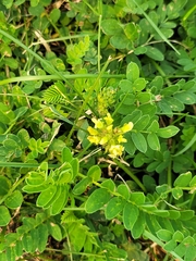 Bombus huntii