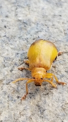 Monocesta coryli