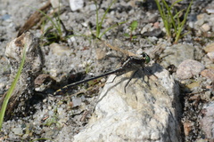 Dromogomphus spinosus