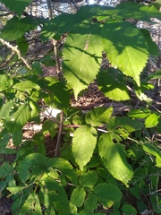Sambucus racemosa