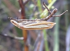 Crambus satrapellus