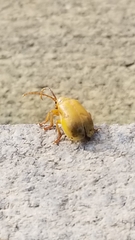 Monocesta coryli