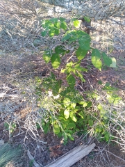 Sambucus racemosa
