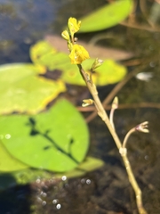 Utricularia macrorhiza