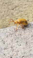 Monocesta coryli