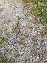 Pantherophis spiloides