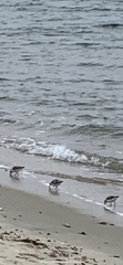 Calidris