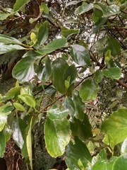 Griselinia lucida