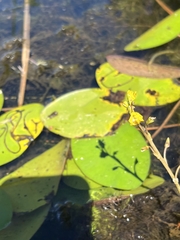 Utricularia macrorhiza