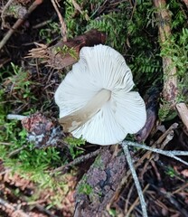 Pluteus