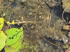 Utricularia macrorhiza