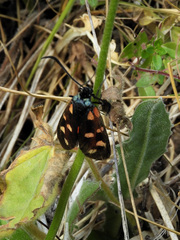 Zygaena filipendulae