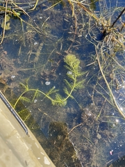 Utricularia macrorhiza
