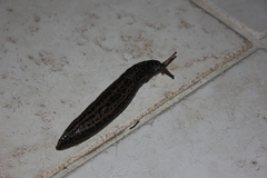 Limax