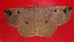 Parilexia nigristicta