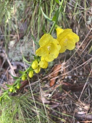 Aureolaria flava