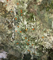 Hemitrichia decipiens