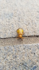 Monocesta coryli