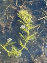 Utricularia macrorhiza