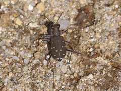Cicindela duodecimguttata