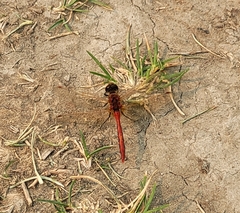 Sympetrum internum