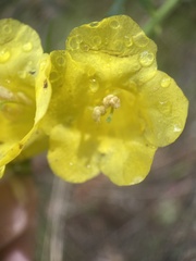 Aureolaria flava