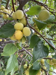 Prunus brigantina