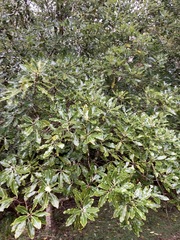Pittosporum eugenioides