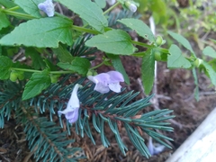 Scutellaria galericulata