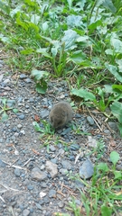 Microtus pennsylvanicus