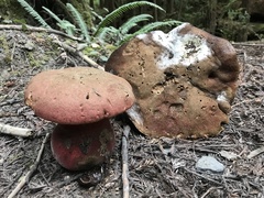 Rubroboletus pulcherrimus