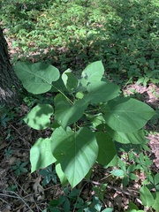 Cercis canadensis