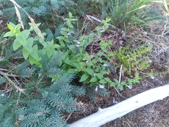 Scutellaria galericulata