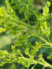 Taylorilygus apicalis