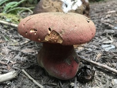 Rubroboletus pulcherrimus
